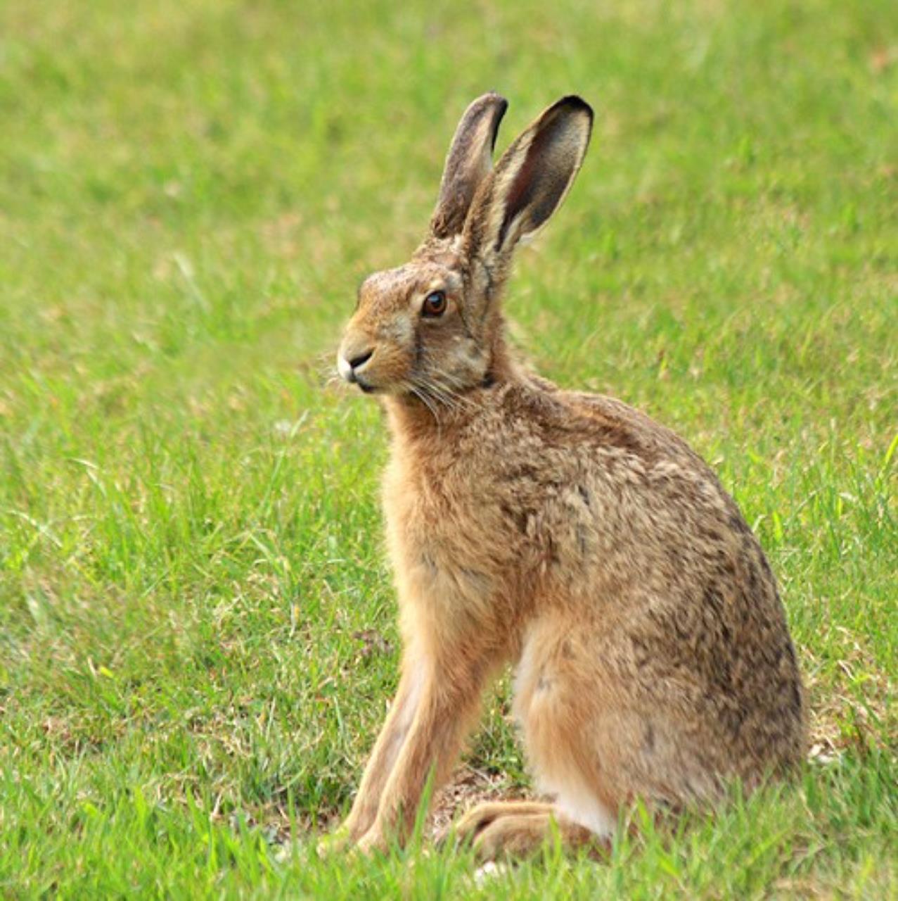 dreams-interpretation-hare