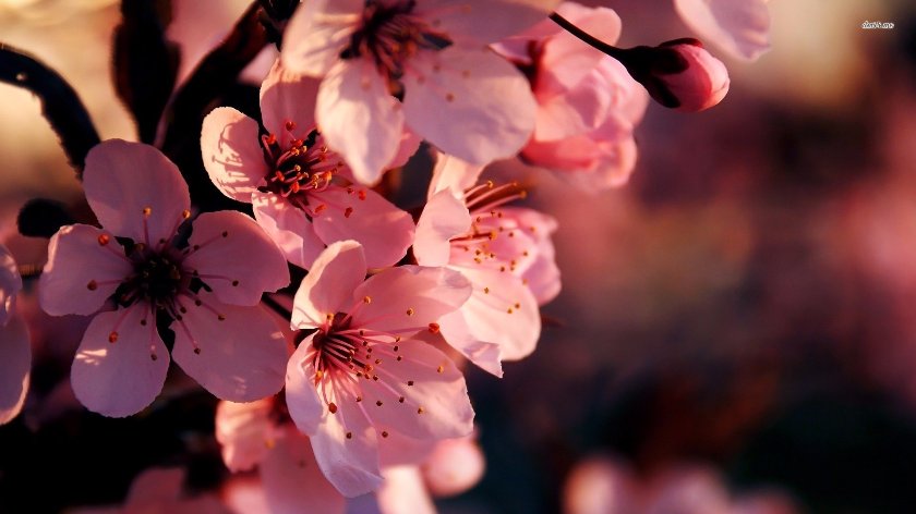 cherry blossoms romance stories