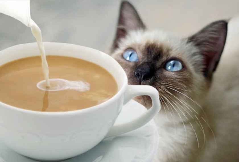 The Coffee Cat
Part 1 - The Secret Hangout hangout stories