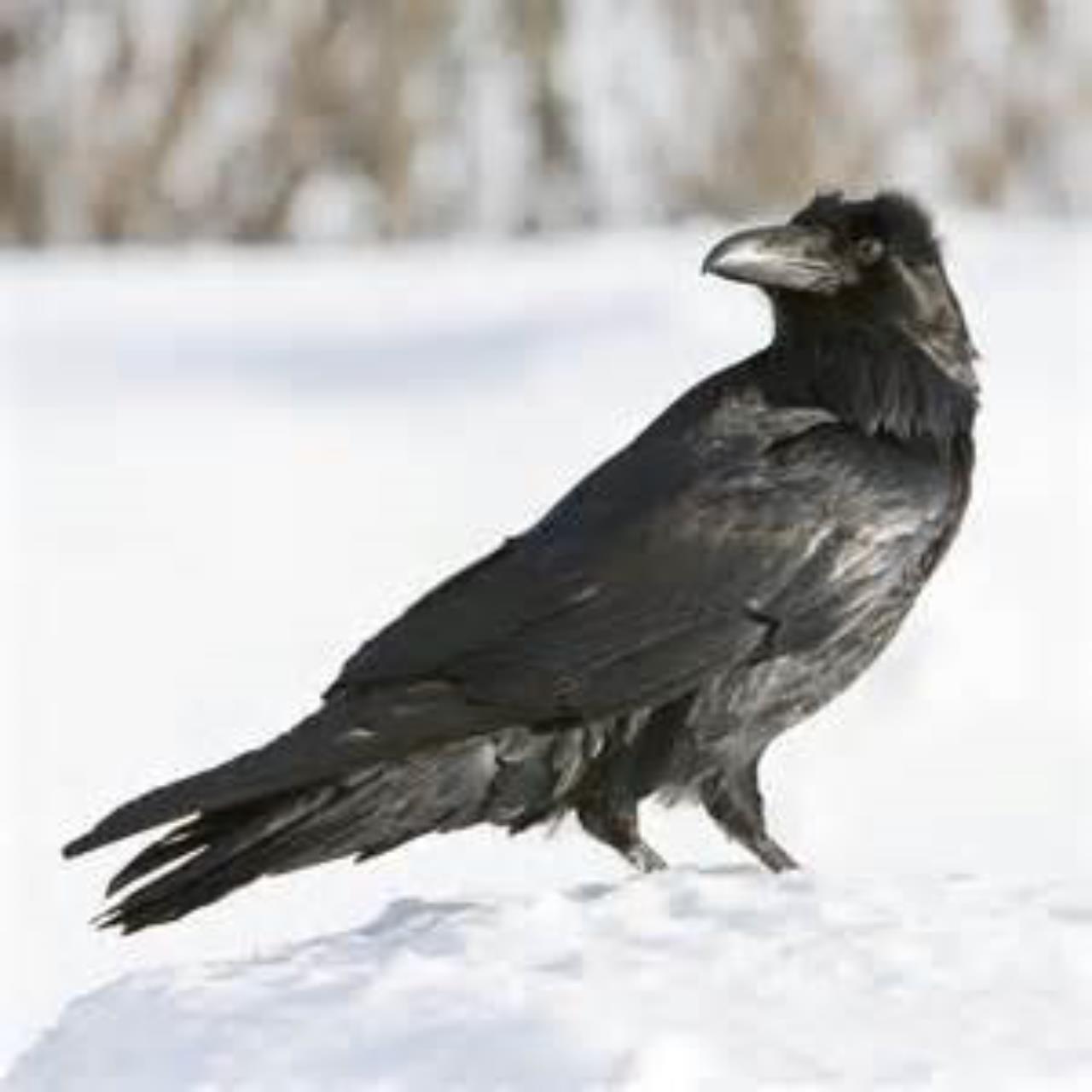 Raven in snow